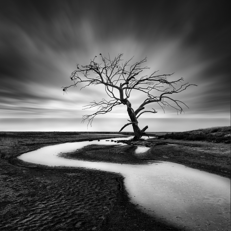 The Crying Tree by George Digalakis 2018