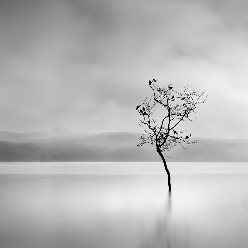 Winter Birds by George Digalakis 2018