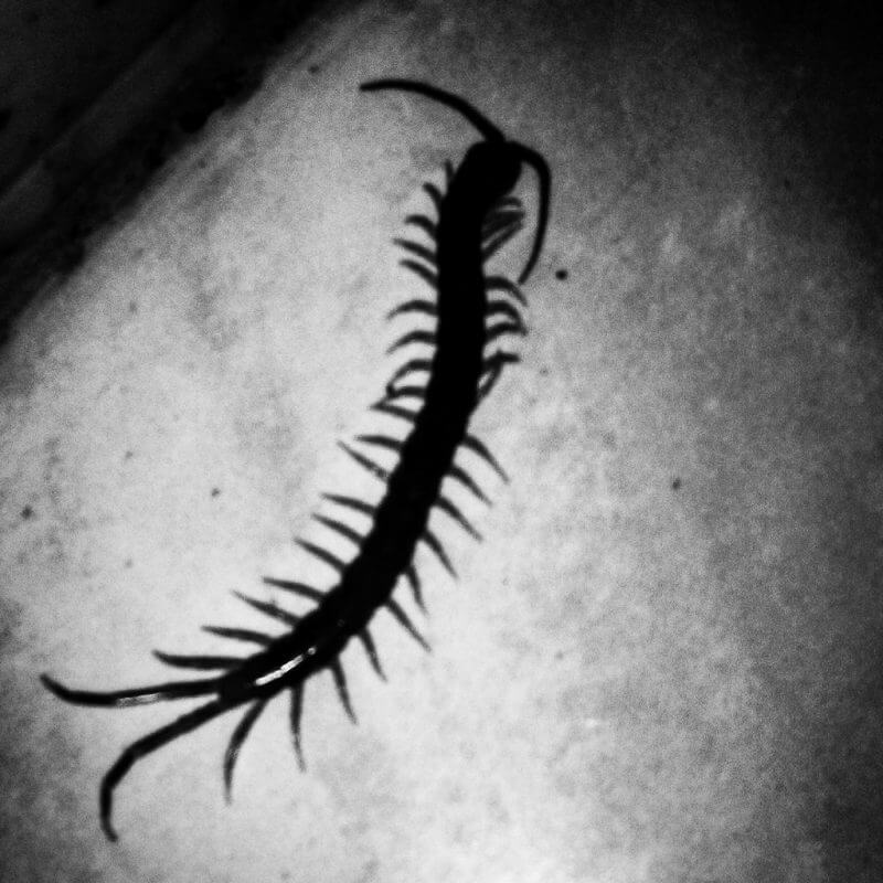 Mushfiqur Rahman, Tagree