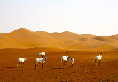Endless vastness, and the glowing heat by Sadiq AlQatari
