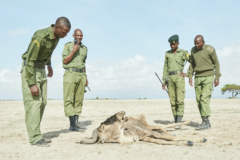 On Patrol by Alex Grace: The Big Life rangers from Esiteti (in Amboseli, Kenya) come across a Wildebeest that appears to have died from the drought. When the rains fail, food and water is in short supply.