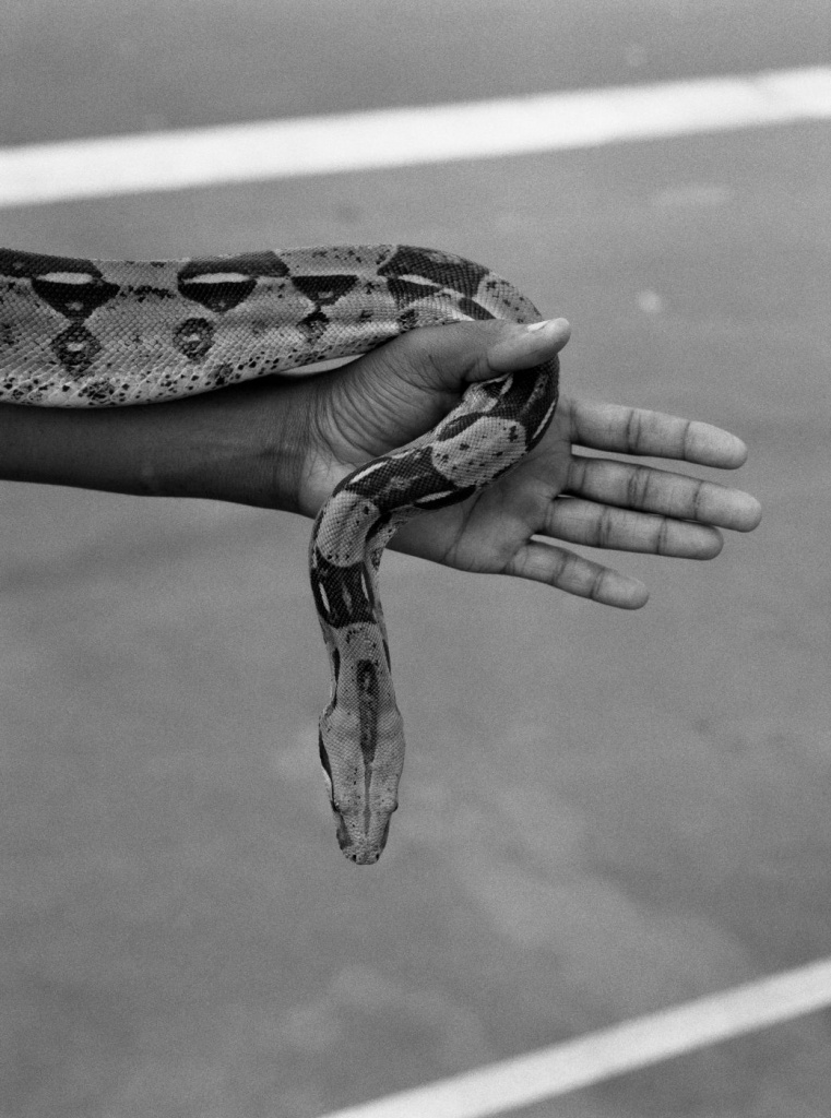 Snake by AL J Thompson