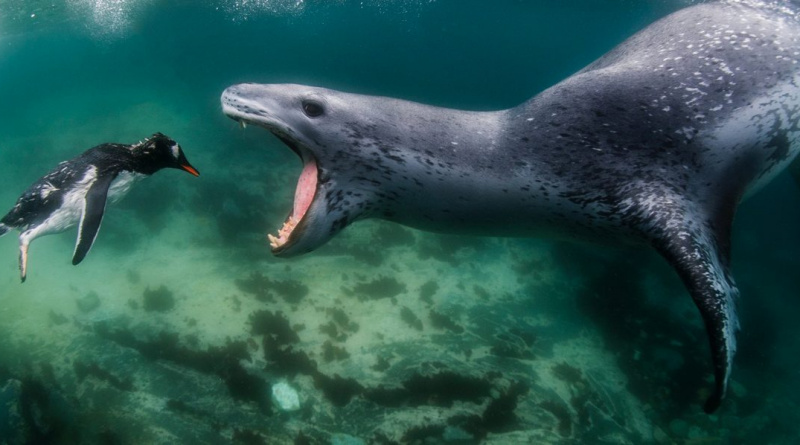 Grand prize of World Nature Photographer of the Year goes to Amos Nachoum for breath-taking image of a leopard seal