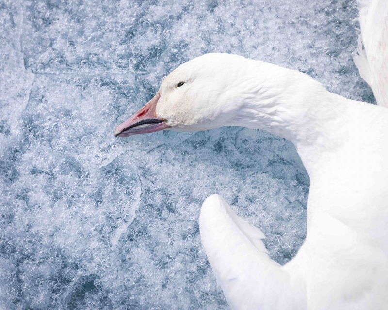 SeaIce Stories by Acacia Johnson
