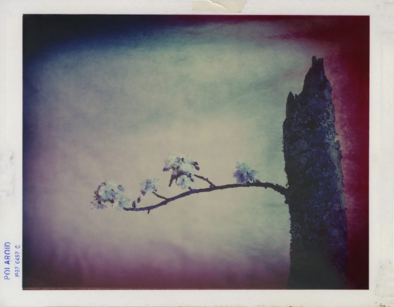 Ikebana, 1993 © Toni Meneguzzo courtesy of 29 Arts in Progress Gallery