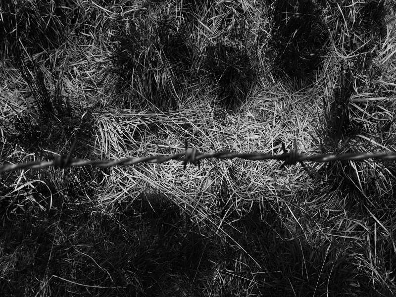 Nostalgia by Monika K. Adler