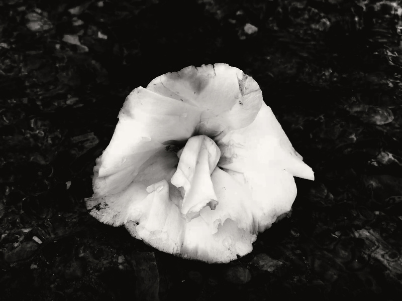 Nostalgia by Monika K. Adler