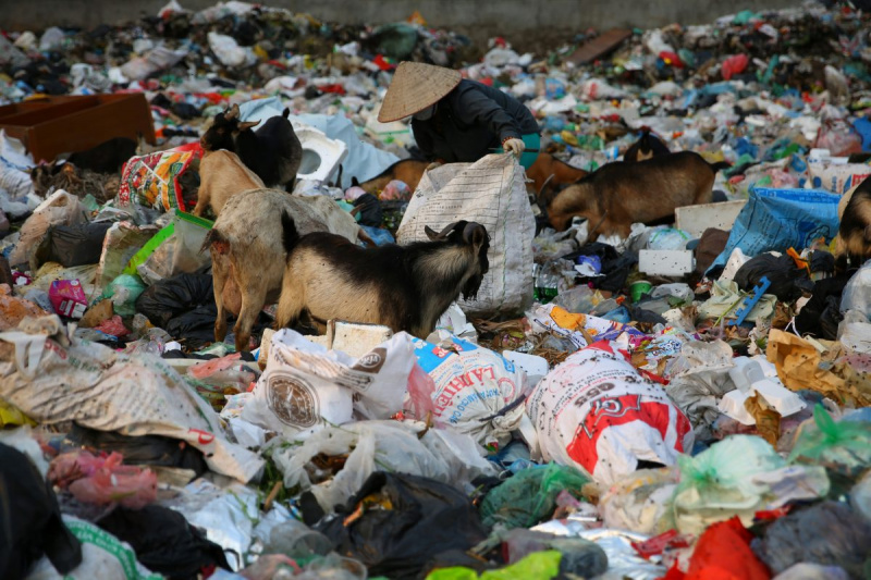 Struggling for survival © Quan Nguyen Ho