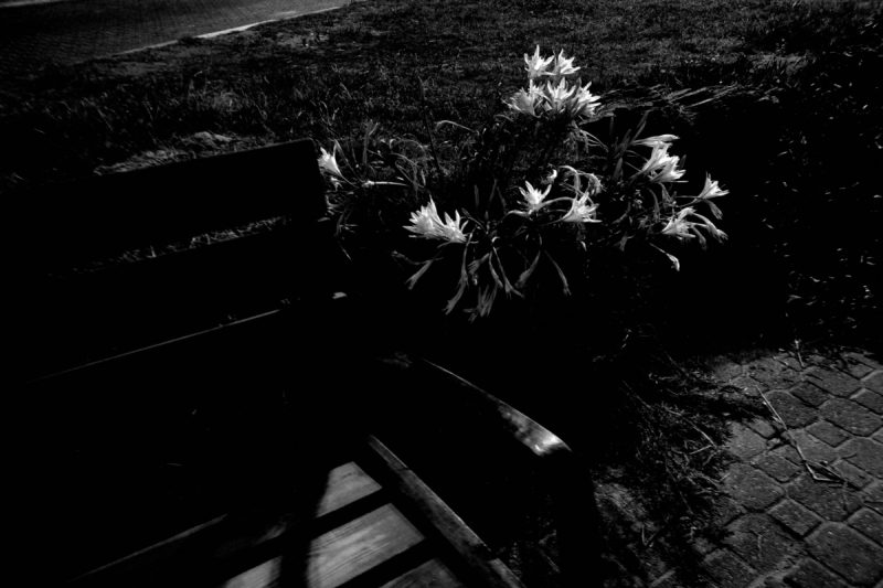 Flower by Igal Stulbach