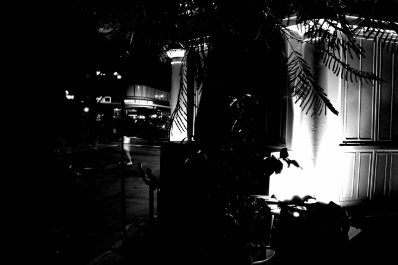 Tree by Igal Stulbach